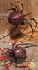Steatoda grossa